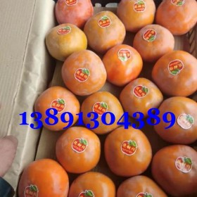 陕西柿子产地|阳丰柿子价格|太秋柿子行情|火葫芦柿子种植基地