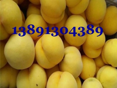 陕西黄金蜜桃价格|毛蟠桃产地|大荔