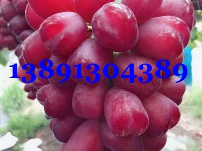 陕西葡萄价格|中国红玫瑰葡萄产地||