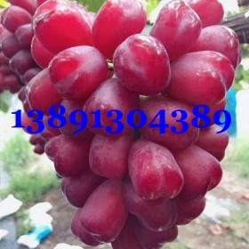 陕西葡萄价格|中国红玫瑰葡萄产地||浪漫红颜葡萄基地红提葡萄