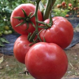 肥东草莓番茄苗厂家,肥西育千禧圣女果苗