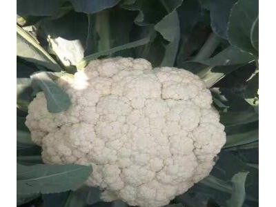 芜湖育有机菜花苗厂家\马鞍山耐热松