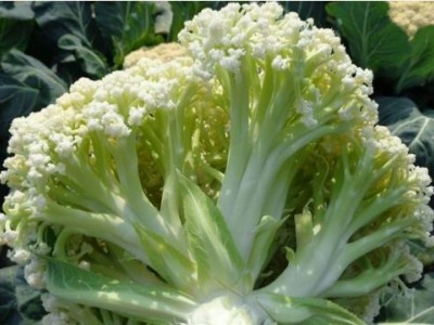 南陵耐热菜花苗厂家\安庆65天早熟松