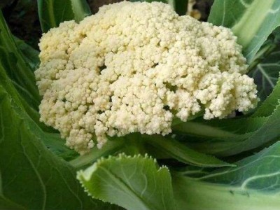 蚌埠有机菜花苗65天的\五河青梗松花