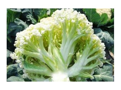 固镇菜花苗批发厂家\凤台青梗松花菜苗直销