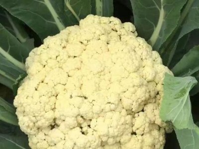 灌南批发有机花菜苗,兴化耐热青梗松花菜苗厂家