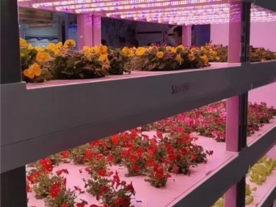 知道您家的大棚蔬菜为什么长得慢了