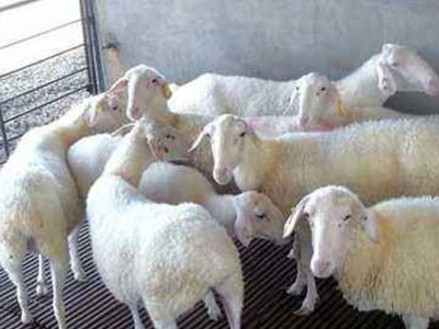 供应济宁梁山自养多胎小尾寒羊繁育