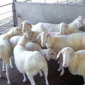 供应济宁梁山自养多胎小尾寒羊繁育基地纯种小尾寒羊种公羊
