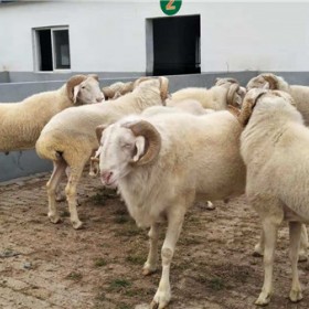 供应济宁梁山县湖羊养殖基地湖羊头胎湖羊基础母羊纯种湖羊